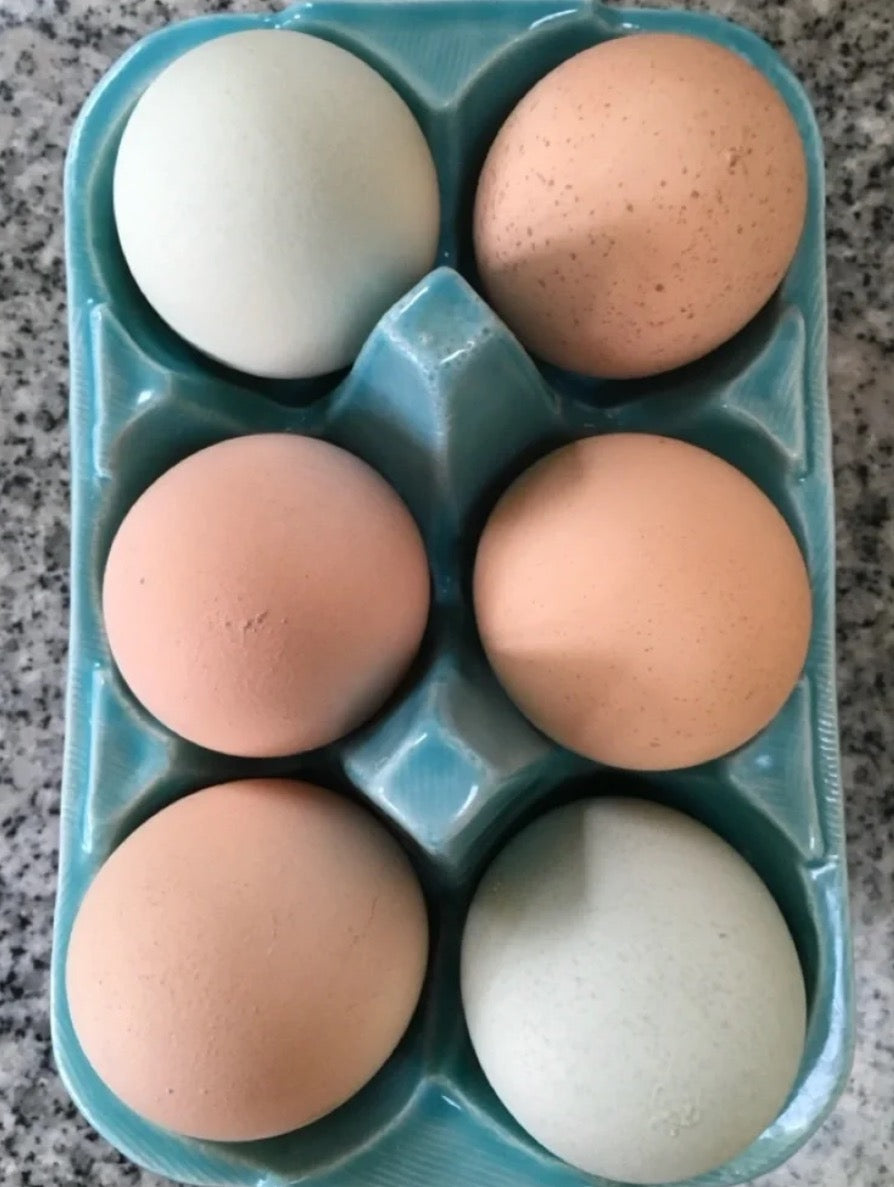 Anthropologie Biscuit Turquoise Ceramic Egg Holder – Holds 6 Eggs